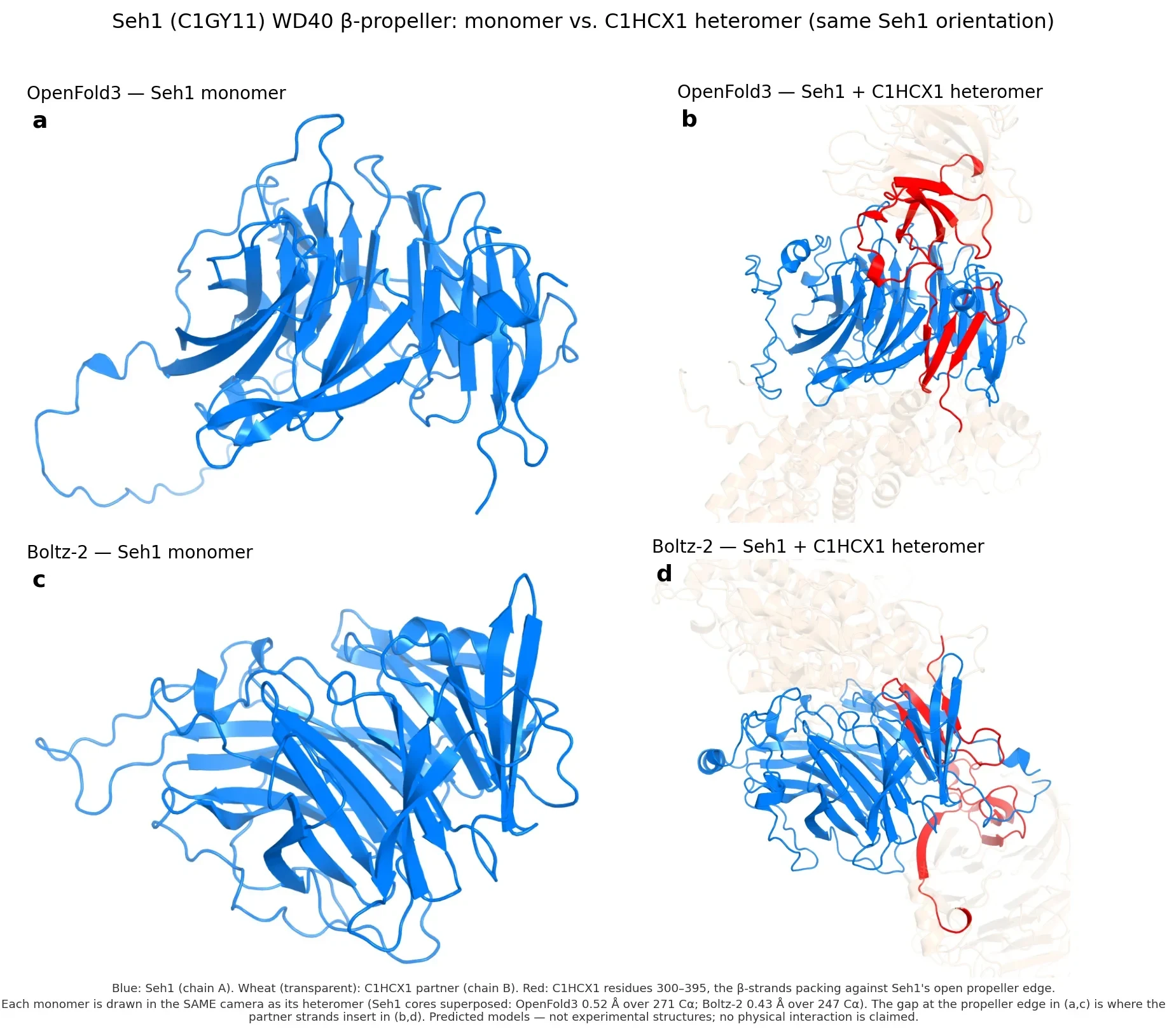Four predicted structures by model and condition. Each Seh1 monomer has an open edge on its β-propeller; in each heteromer, red partner β-strands occupy that edge. Seh1 is consistently blue, the partn